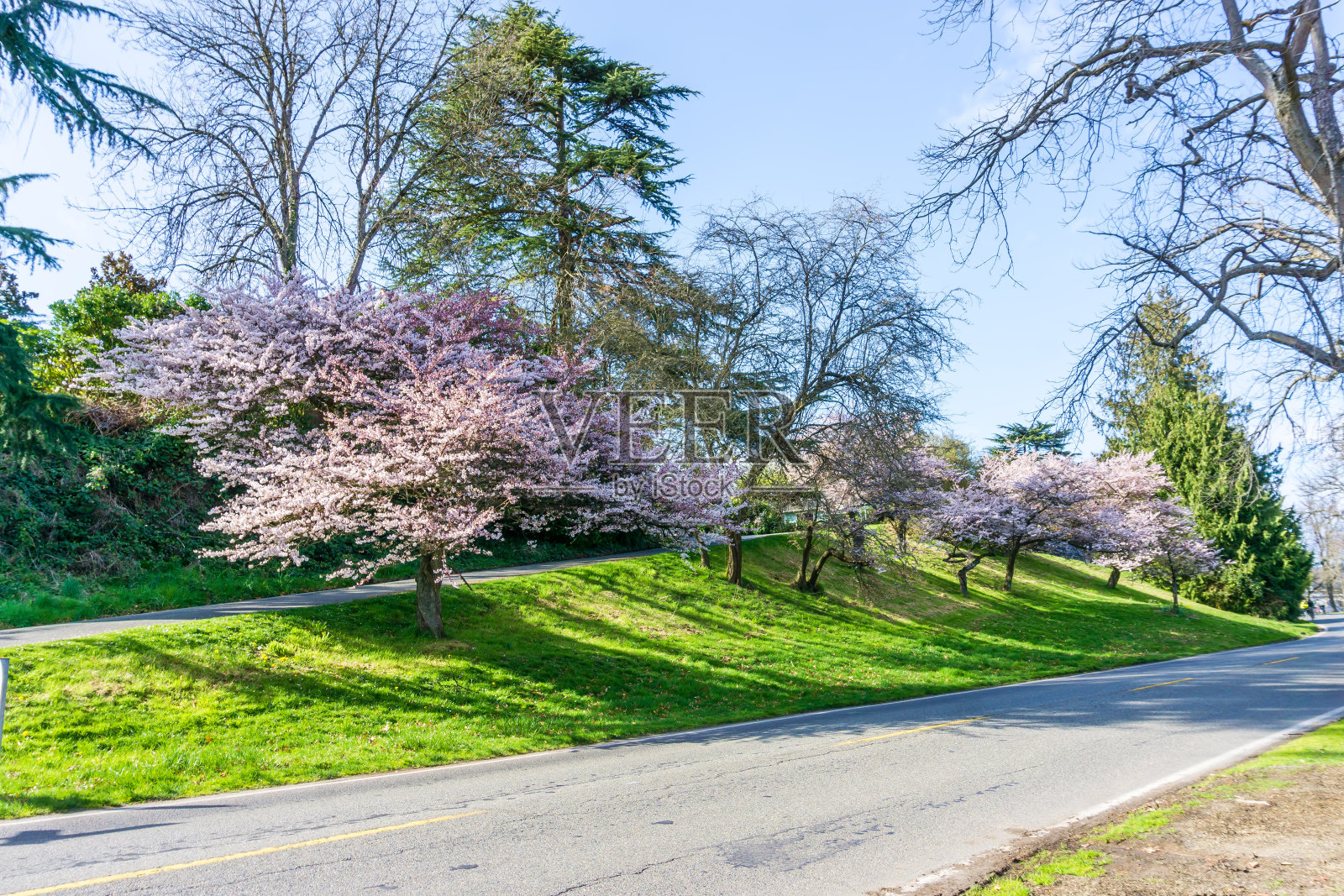 春花在草坡上照片摄影图片