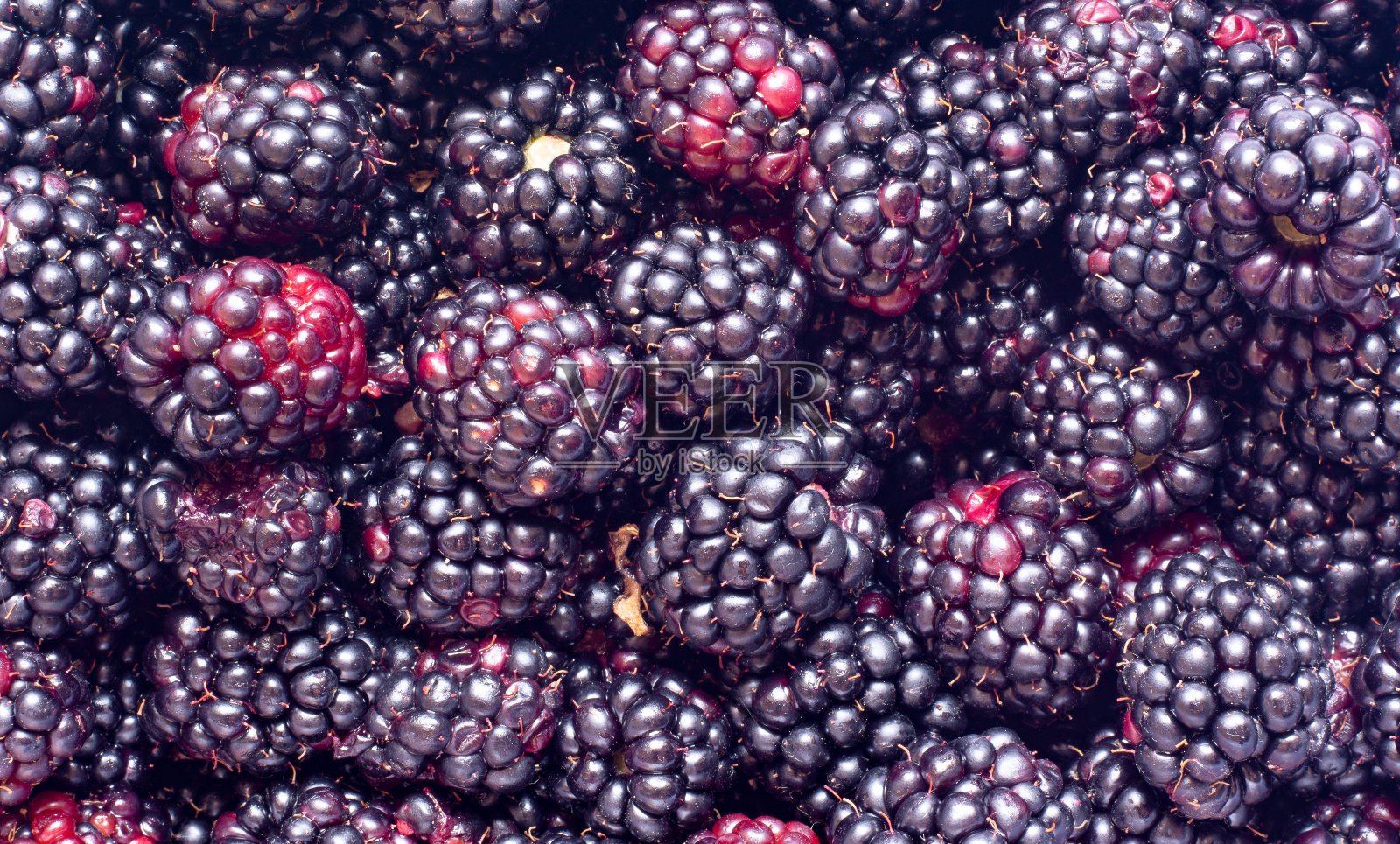 新鲜采摘的成熟黑莓照片摄影图片