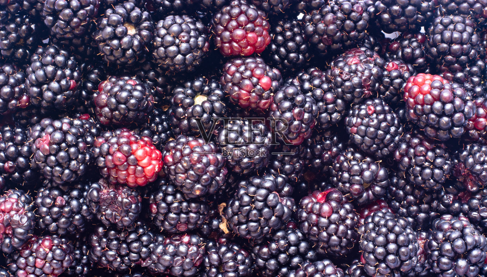 新鲜采摘的有机黑莓照片摄影图片