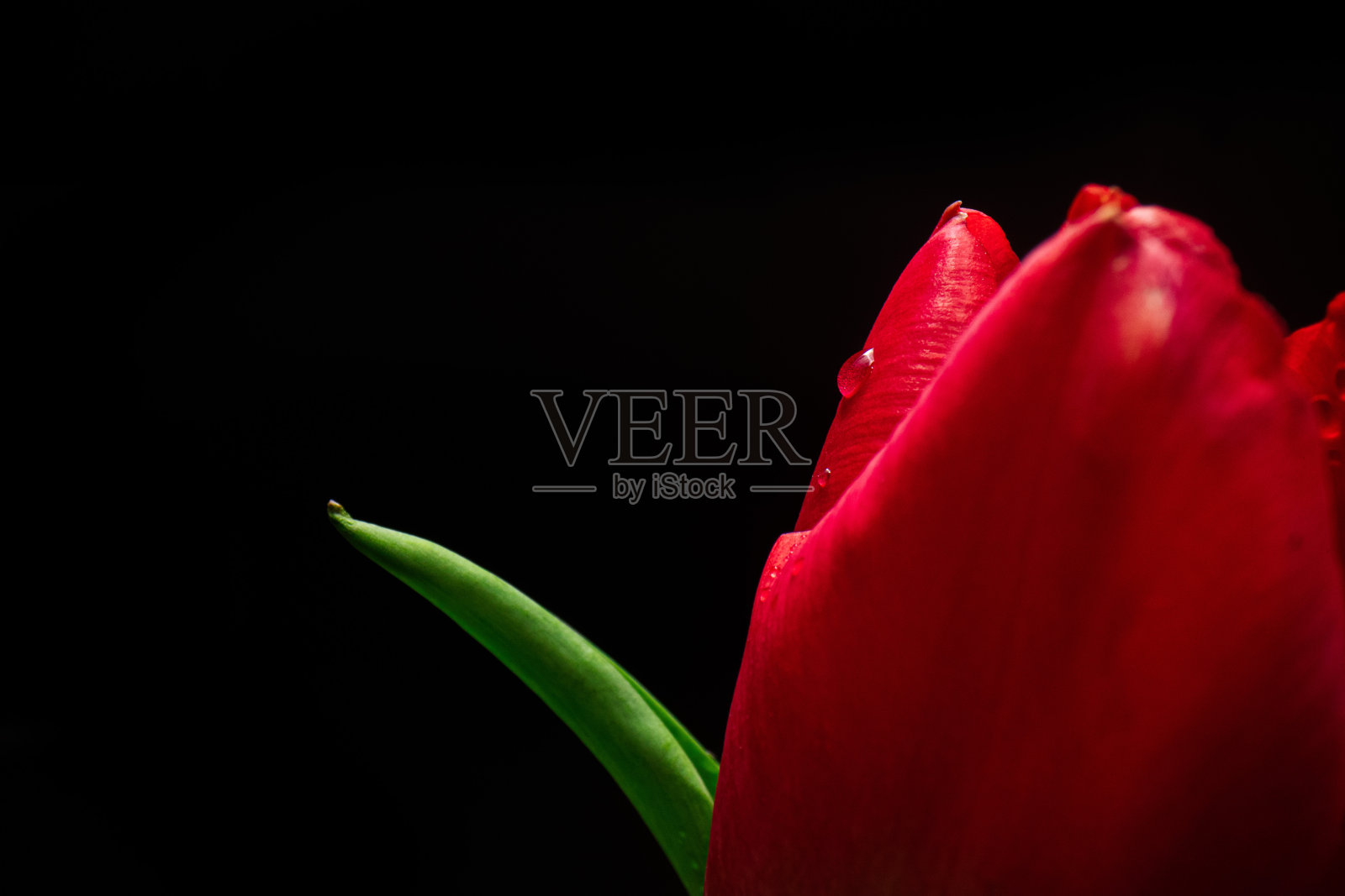 一个郁金香花头的特写照片摄影图片