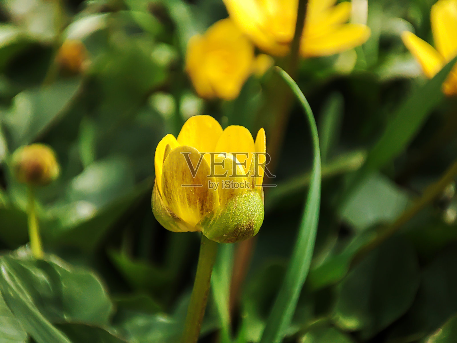 黄色的毛茛花在春天的户外盛开照片摄影图片