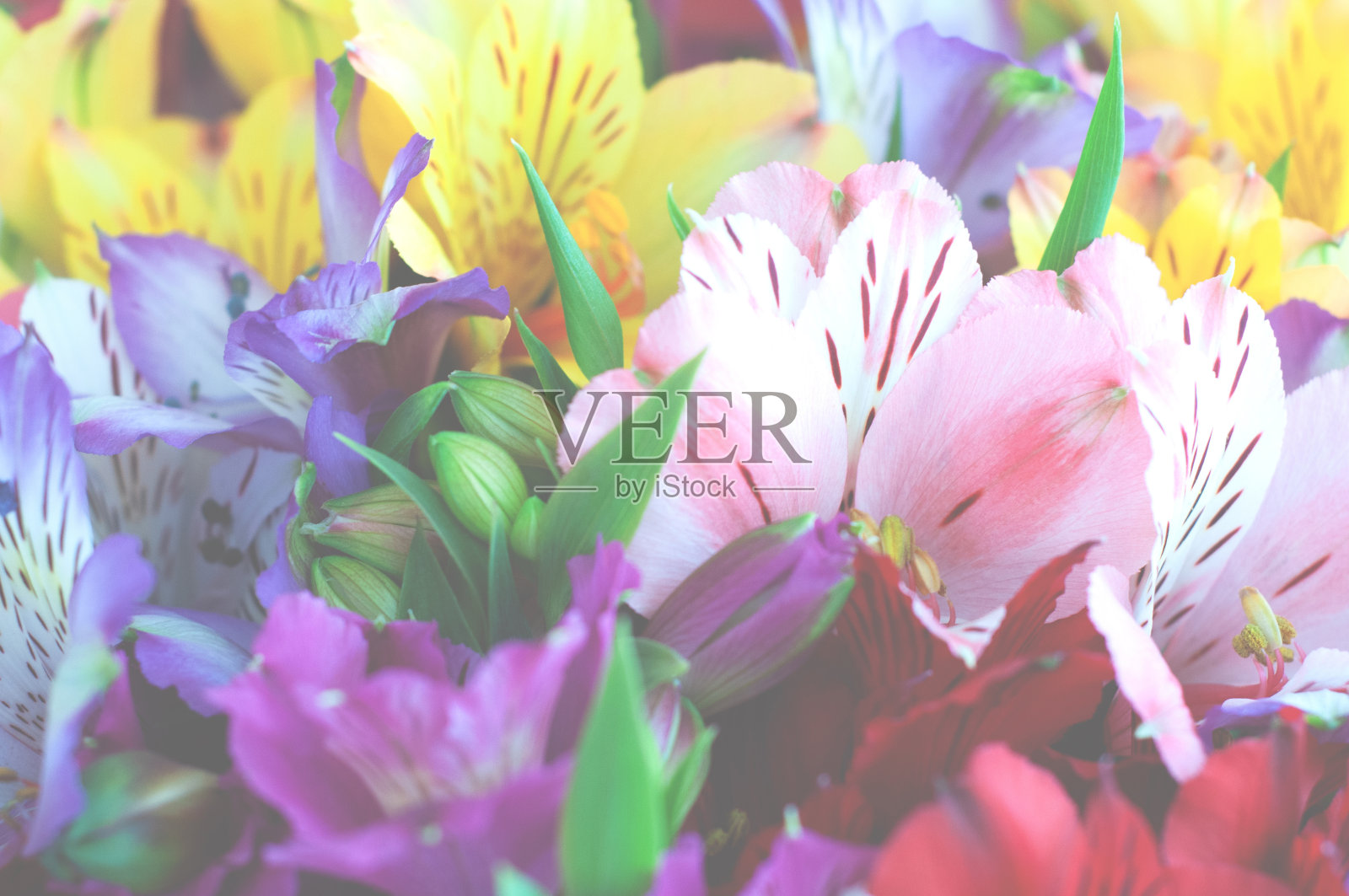 美丽的鸢尾花背景。黄花是五颜六色的。紫色，红色，黄色，粉色的秘鲁百合。照片摄影图片