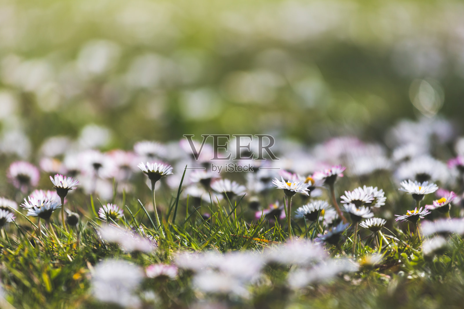 春天的雏菊:田园诗般的野花草地特写照片摄影图片