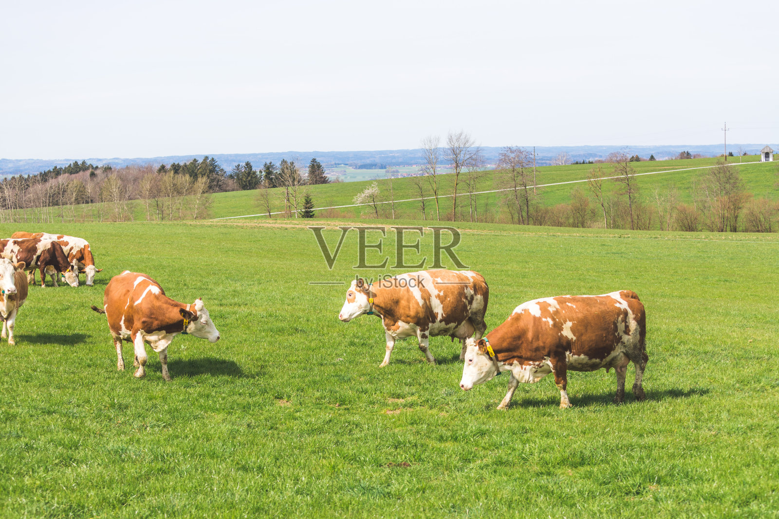 奥地利的有机农业:春天，奶牛在草地上吃草照片摄影图片