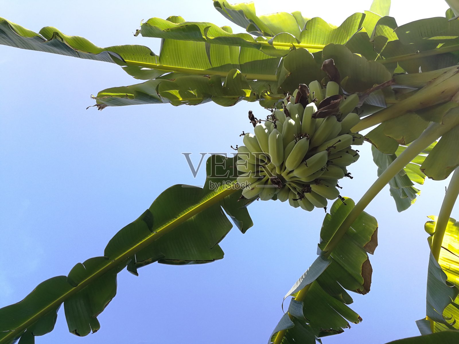 香蕉树映衬着蓝天照片摄影图片