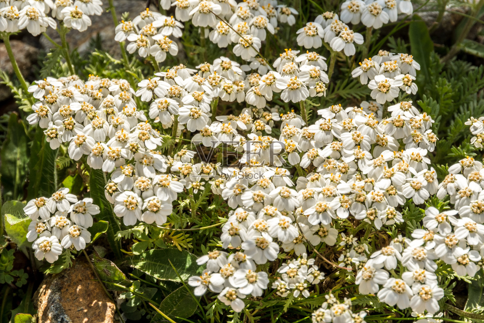 Milfoil花在草地微距照片。药材，千叶蓍草，蓍草或流鼻血植物照片摄影图片