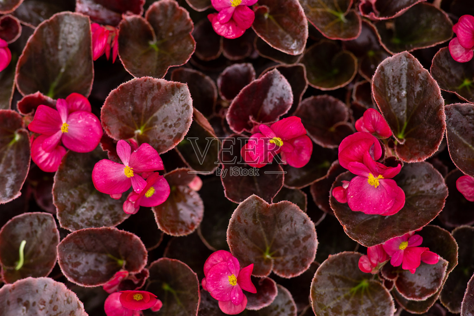 春天鲜花盛开的花园，公园或温室，植物行业照片摄影图片