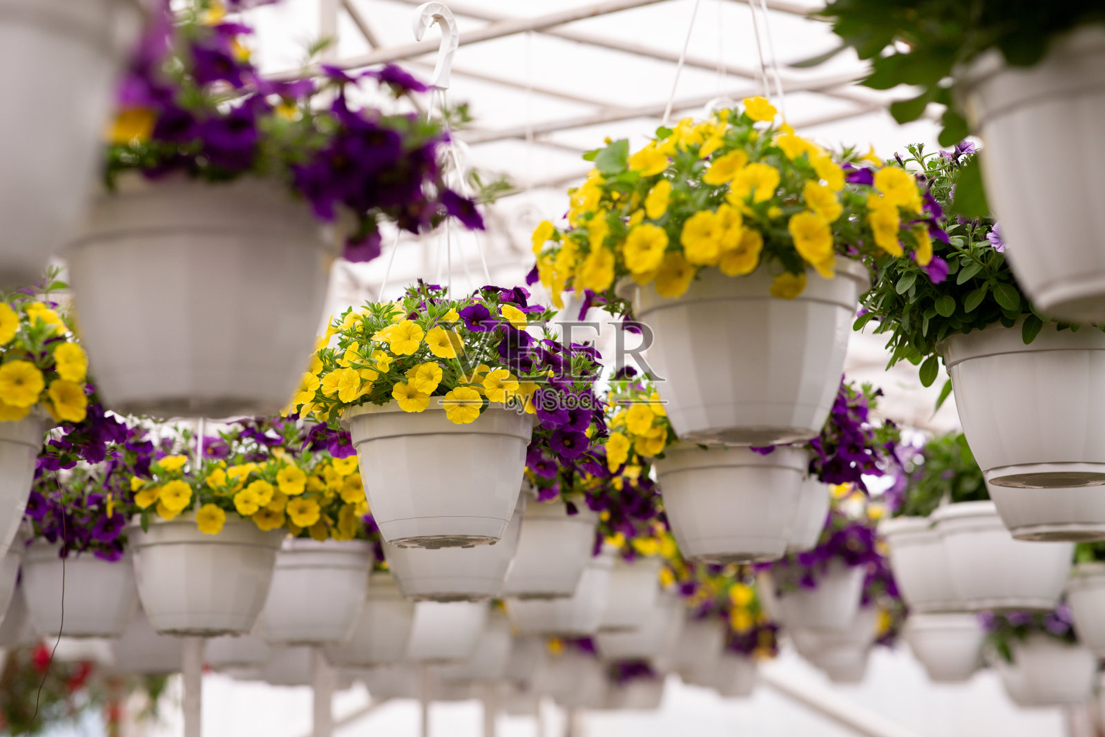 春夏季花园在日光下，展览，经营在橘子园和花卉护理照片摄影图片