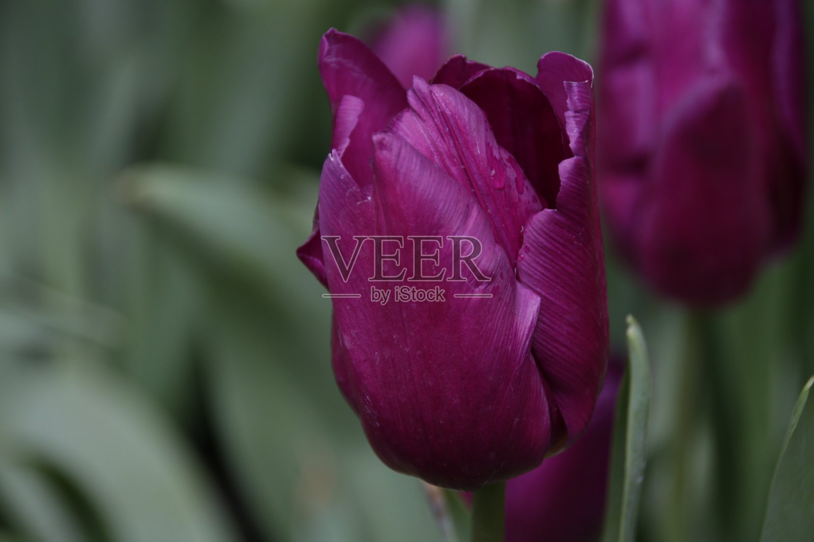 近距离观赏春天盛开的紫色郁金香照片摄影图片