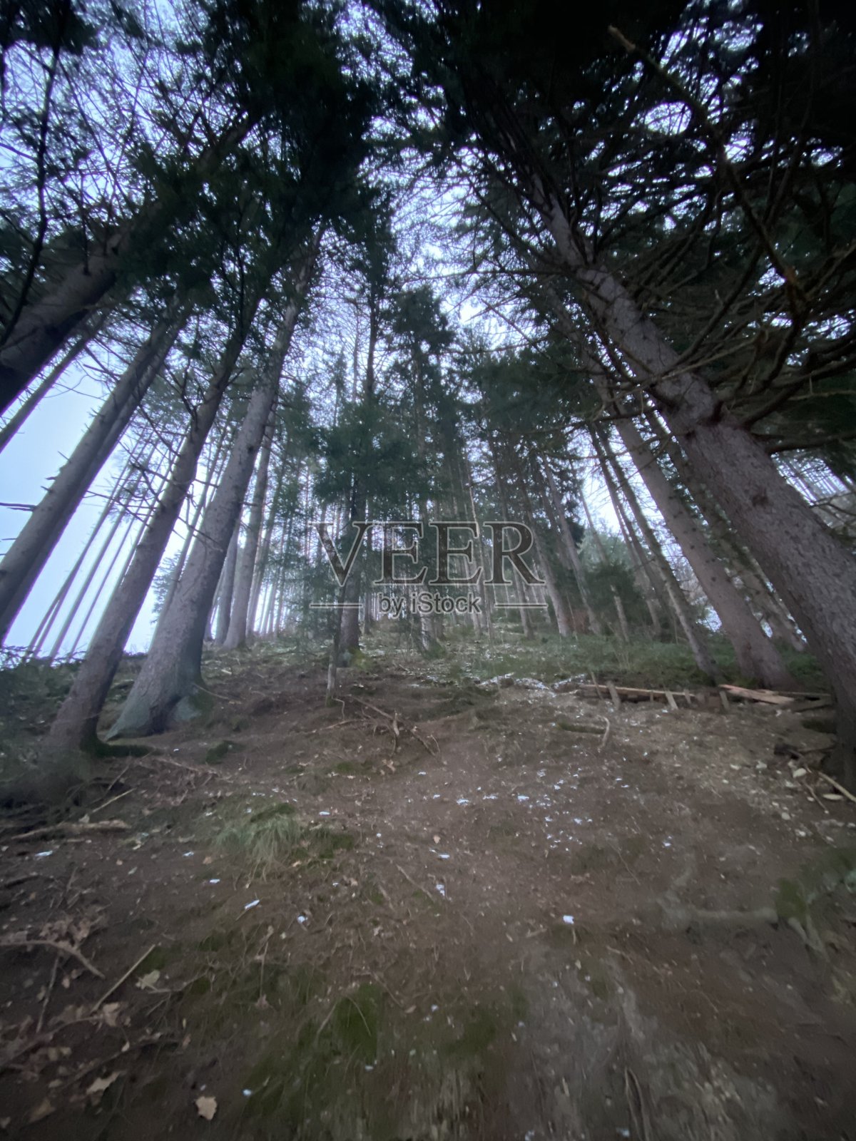 冬天傍晚时分，在因斯布鲁克瓦滕斯皮尔堡附近的徒步小道上，施瓦茨泰罗尔的Schlinglberg Pirchanger向弗罗因兹堡的树木种群和树木清理照片摄影图片
