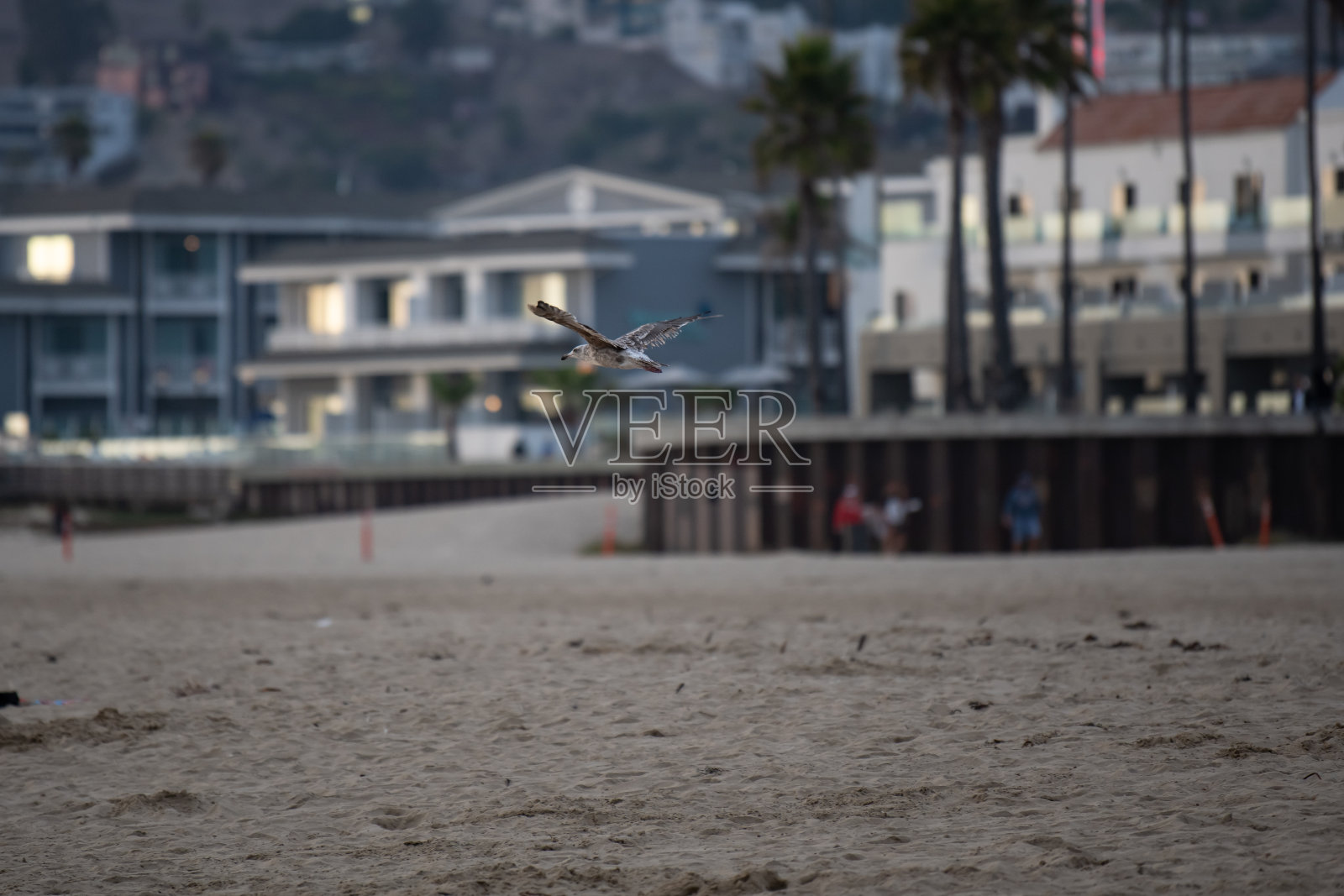 海滩上的海鸥照片摄影图片