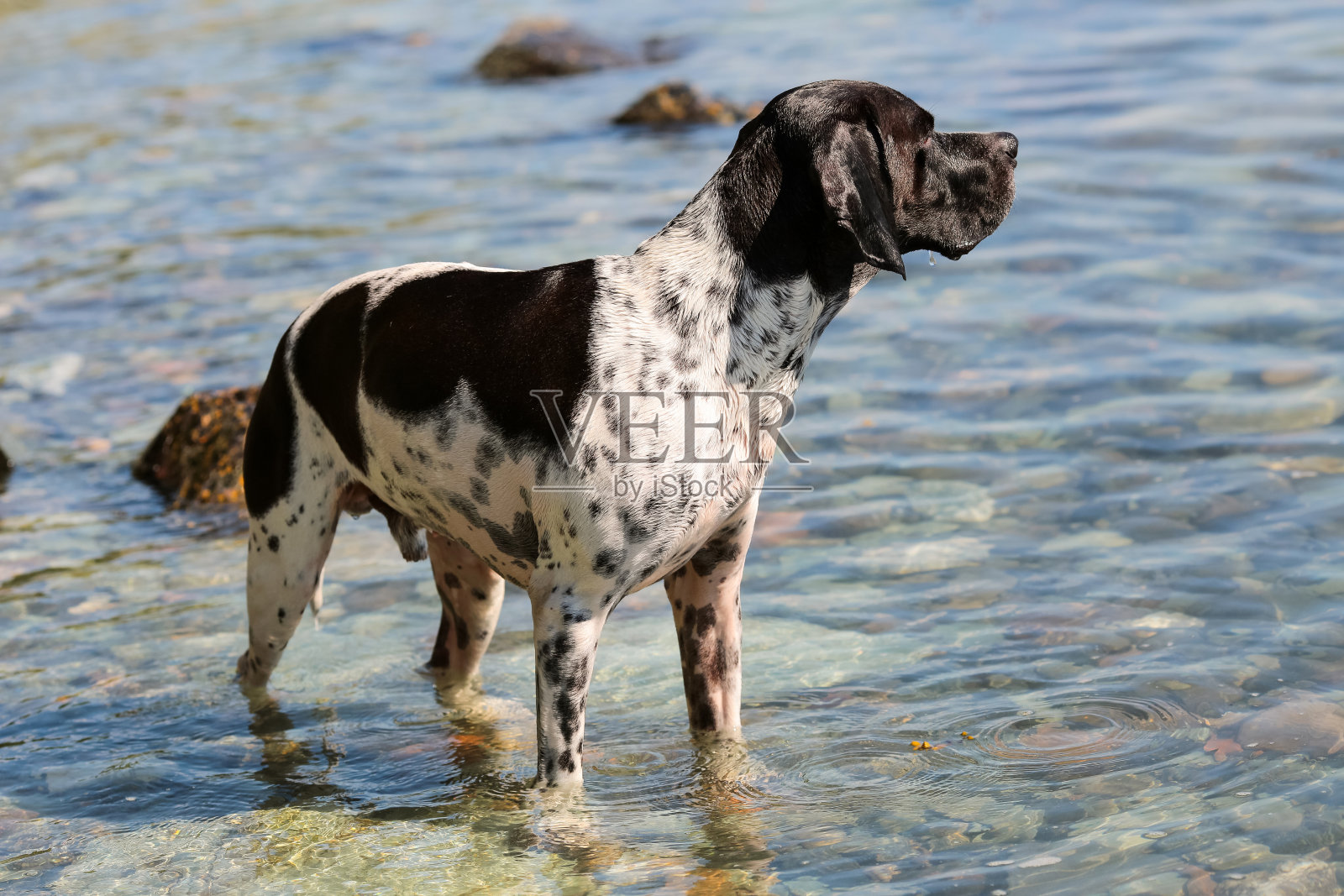 狗英语指针照片摄影图片