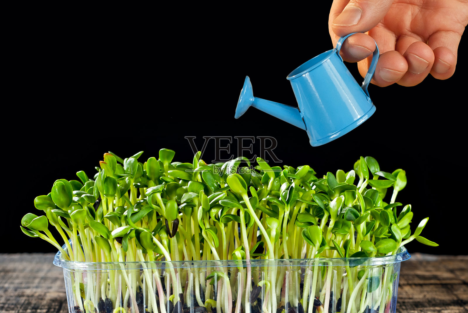 向日葵幼苗近距离发芽。发芽的谷物的绿色小枝。在白色背景下隔离的塑料容器中的豆芽。小喷壶在男性的手中靠近。照片摄影图片