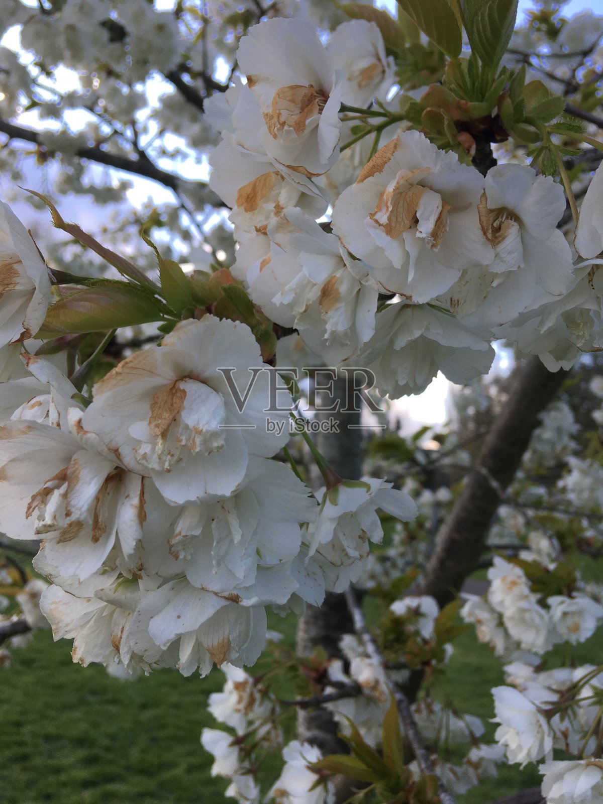 开花照片摄影图片