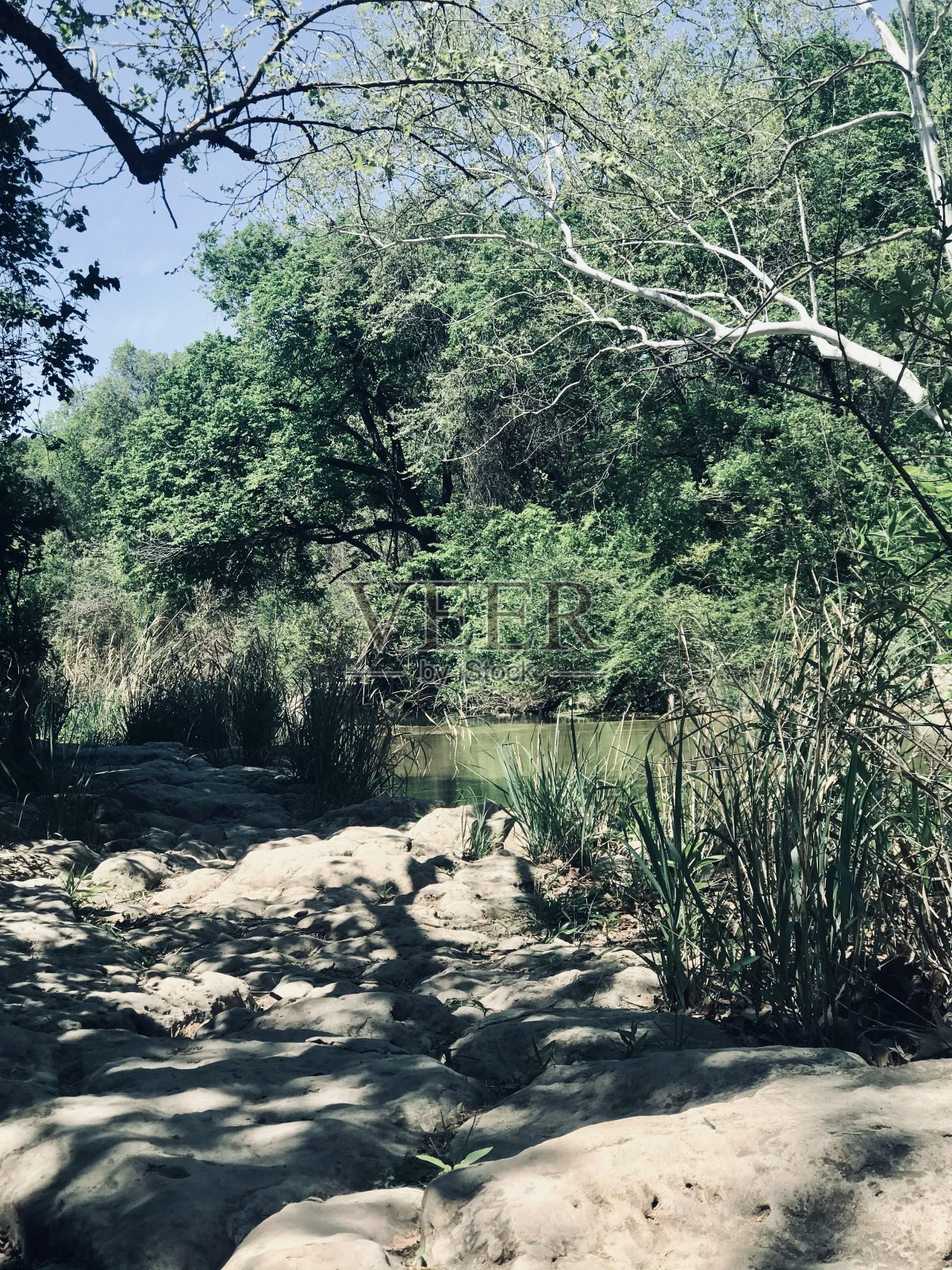 牛溪绿化带奥斯汀德克萨斯州蛇皮照片摄影图片