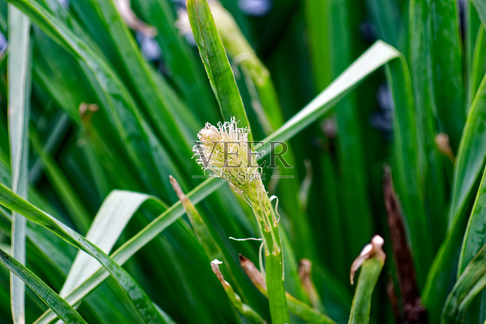 春天小草间的小花照片摄影图片