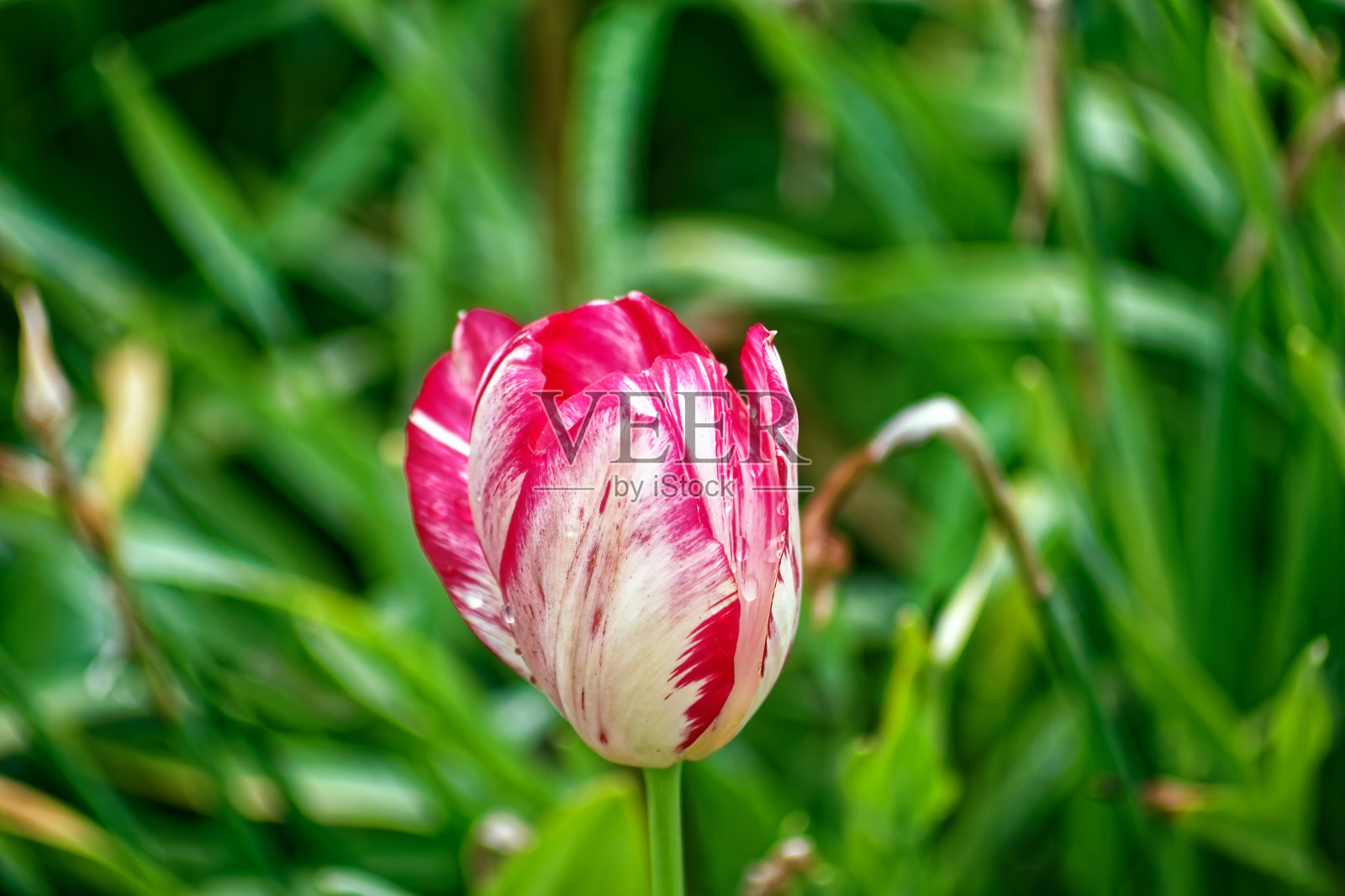 花园里五颜六色的郁金香照片摄影图片