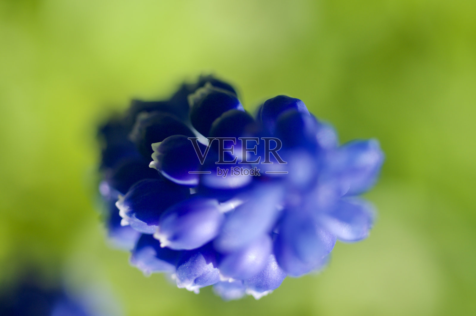 葡萄风信子照片摄影图片