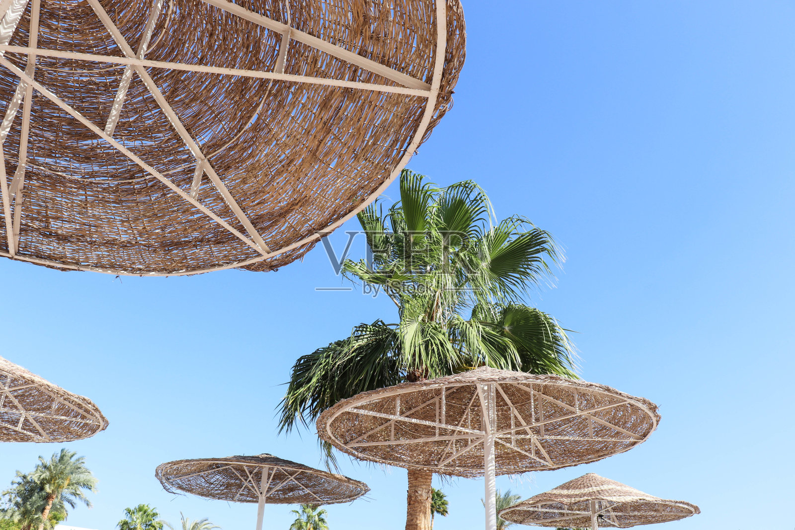 蓝天下沙滩伞和棕榈树照片摄影图片