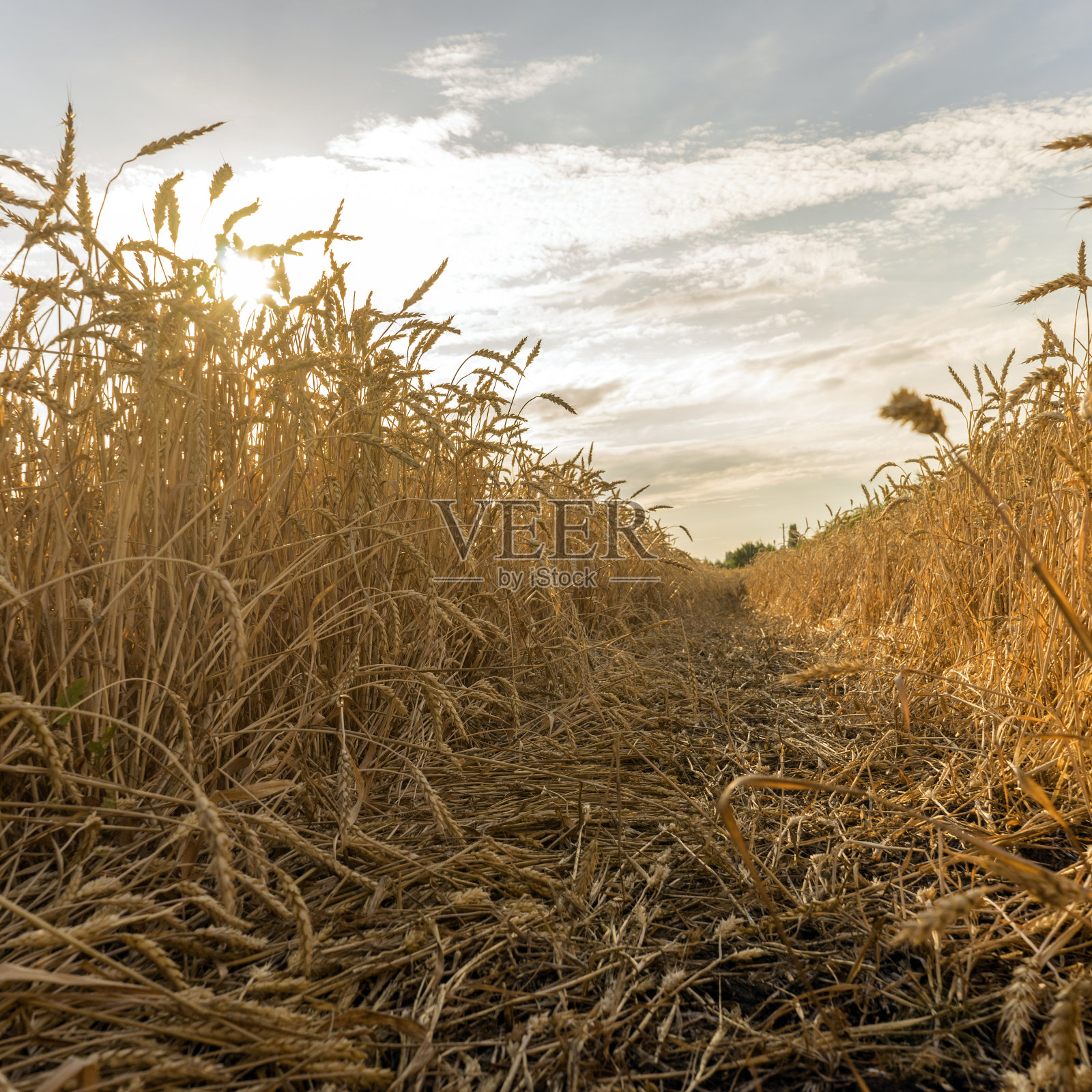 乌云映着天空的麦田。农业和收获概念。照片摄影图片