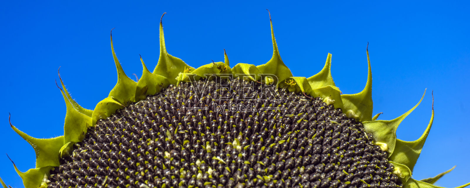 旗帜成熟的向日葵与明亮的蓝天。关闭了。照片摄影图片