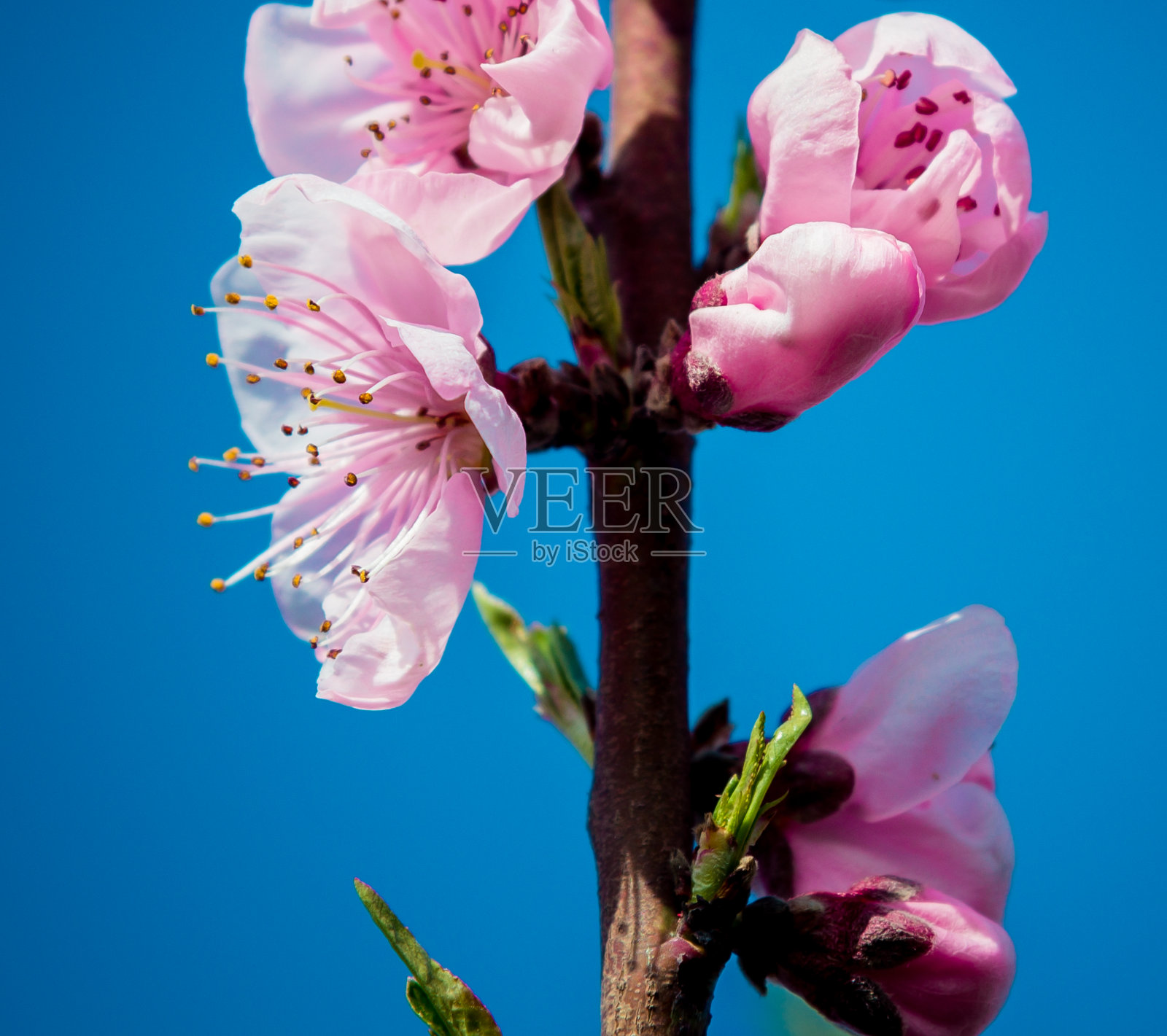 果树开花的树枝照片摄影图片