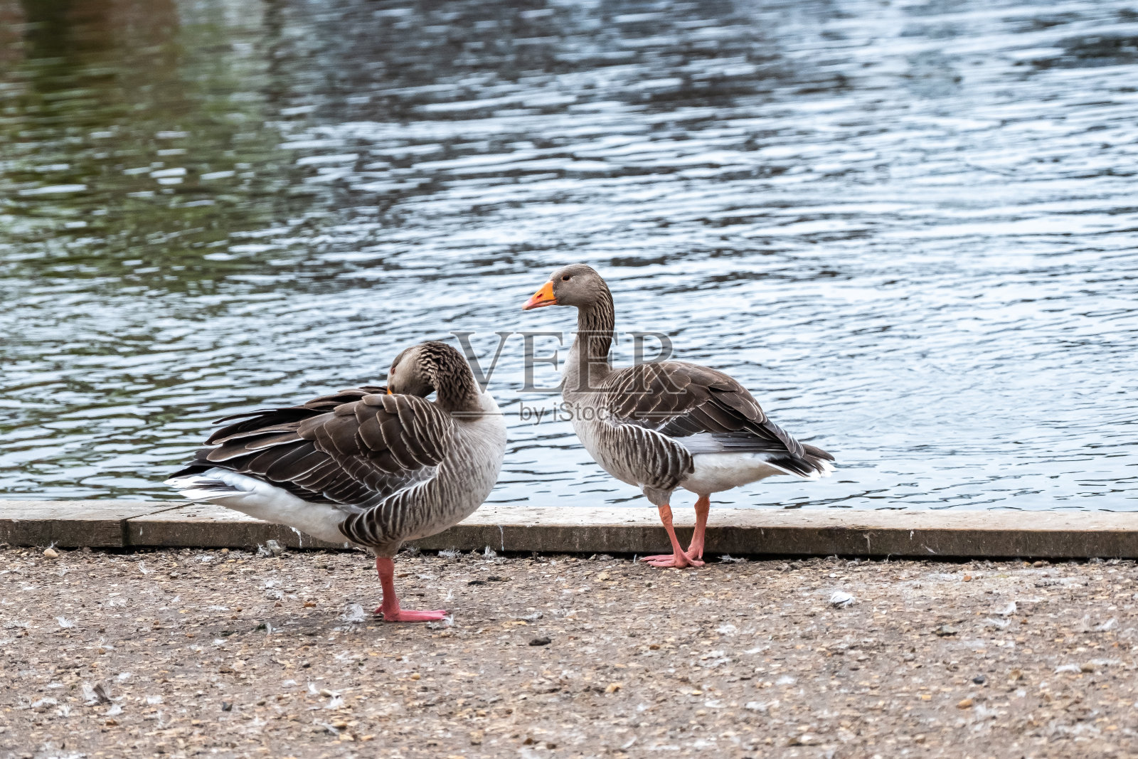 布尔河岸边的一对灰鹅照片摄影图片