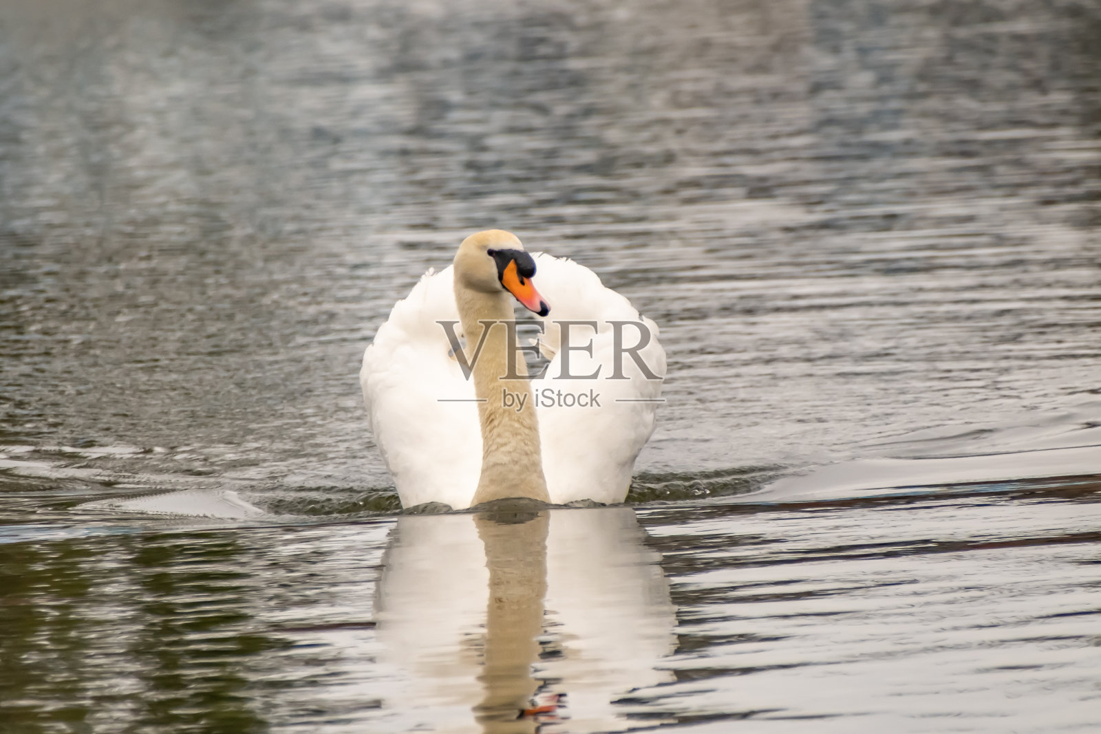 沿着布尔河游泳的疣哑天鹅照片摄影图片
