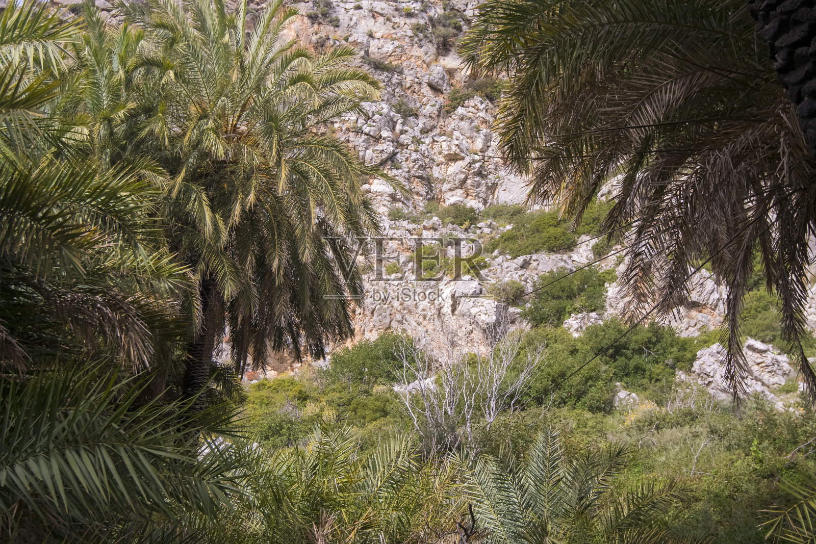 克利特岛的手掌照片摄影图片