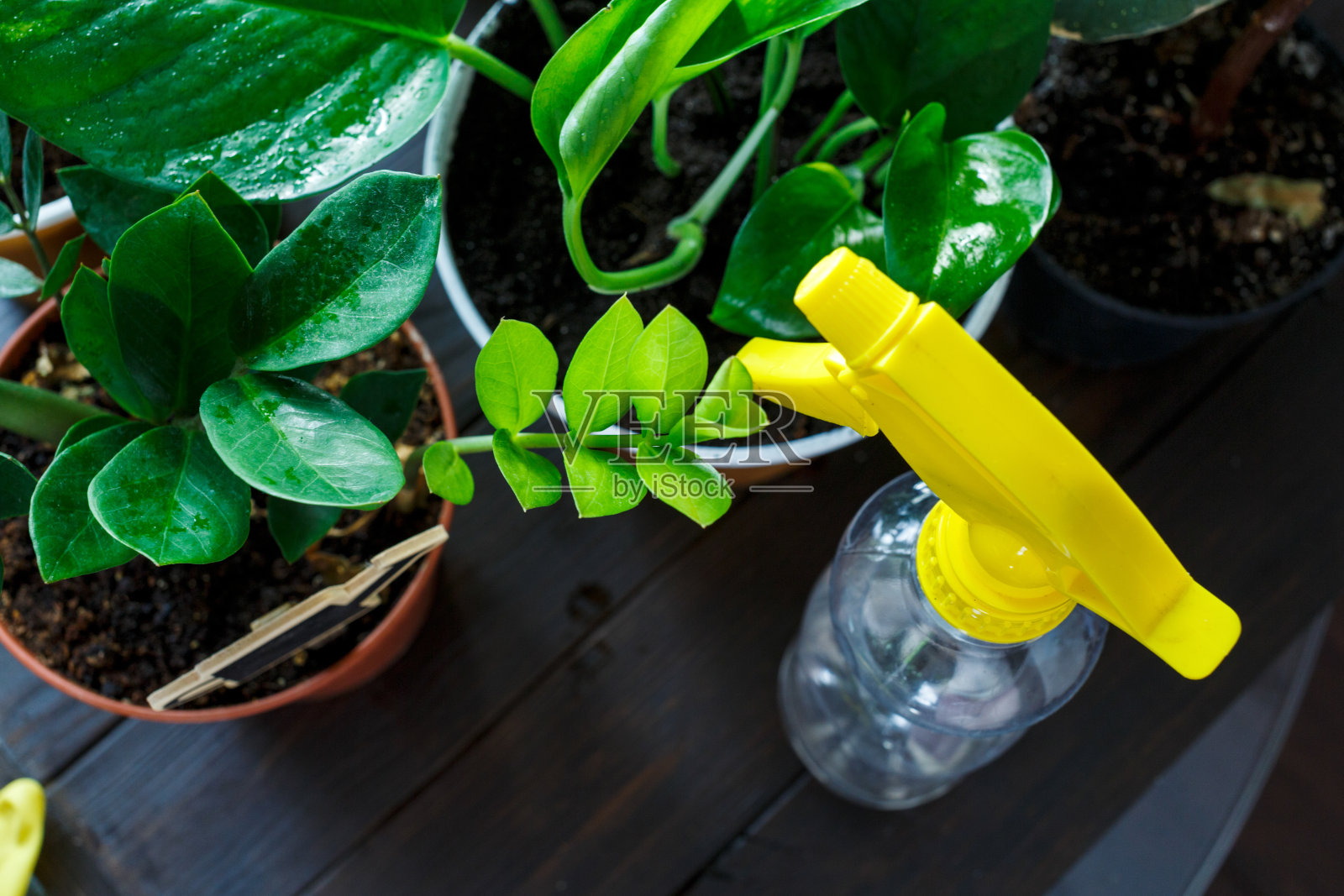 花盆里的幼苗，棕色木桌上制陶用的手套。室内园艺，植物浇水。春天,自然背景。照片摄影图片