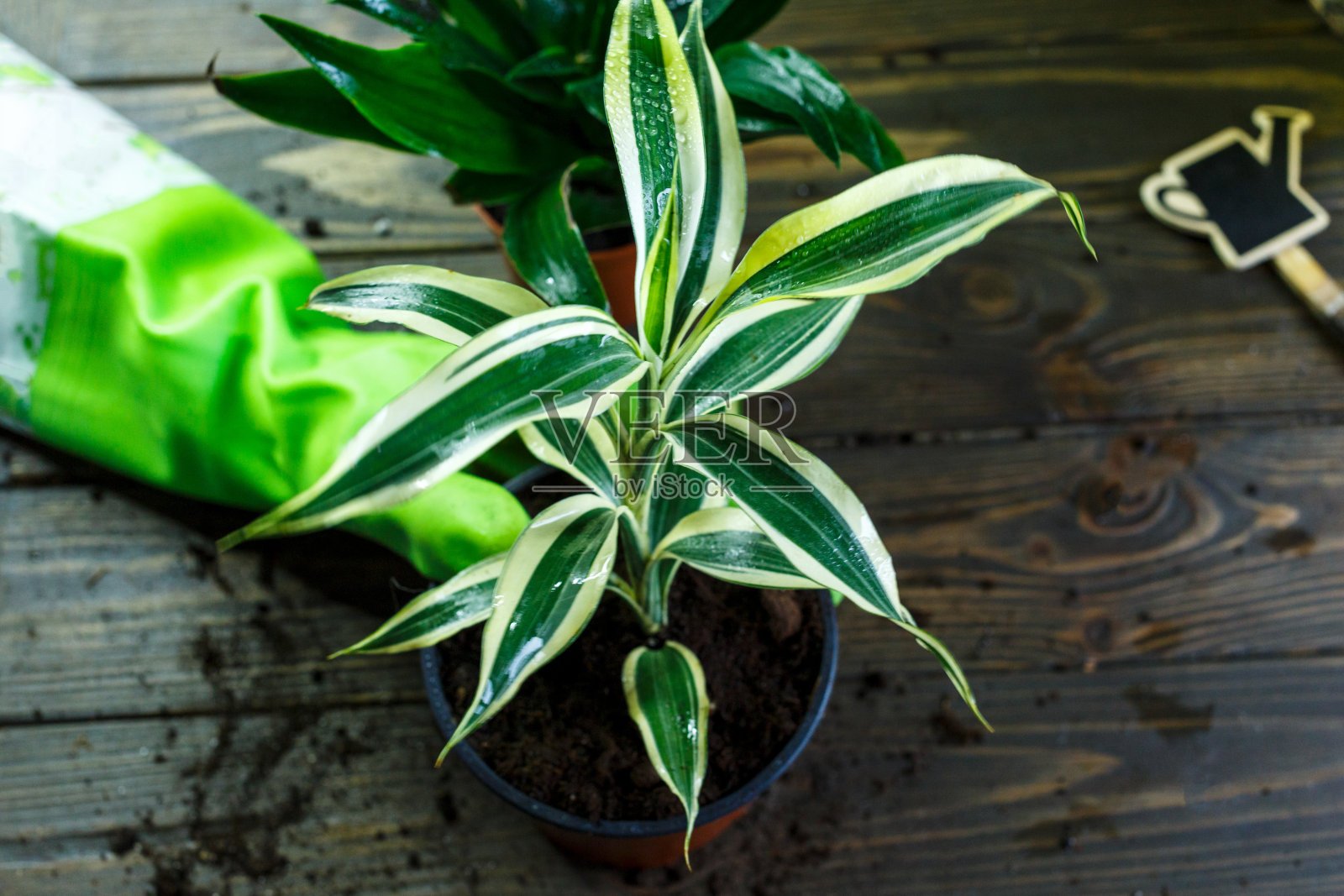 花盆里的幼苗，棕色木桌上制陶用的手套。室内园艺，植物浇水。春天,自然背景。照片摄影图片