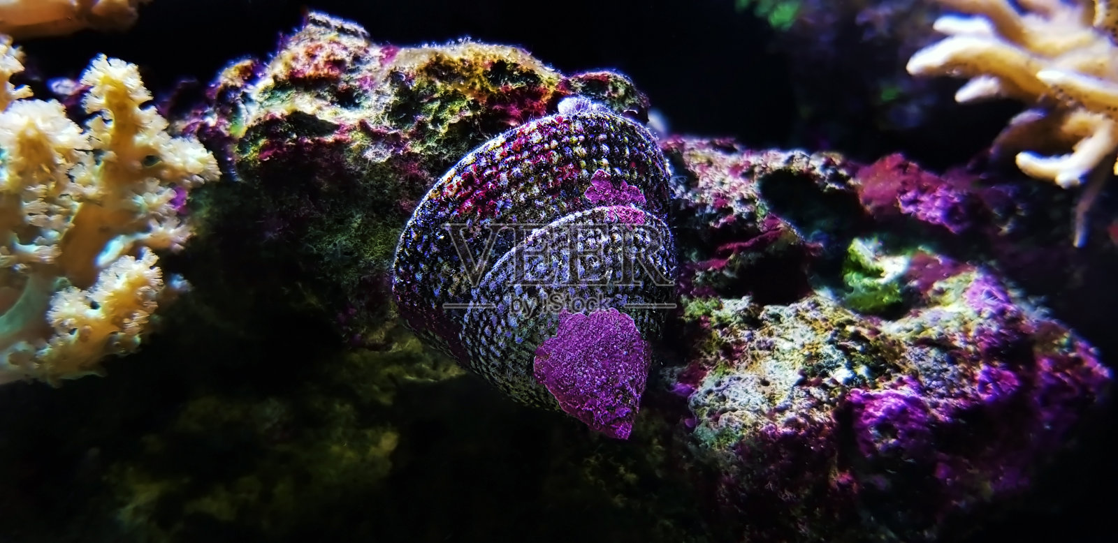 海螺在咸水水族馆珊瑚礁缸照片摄影图片
