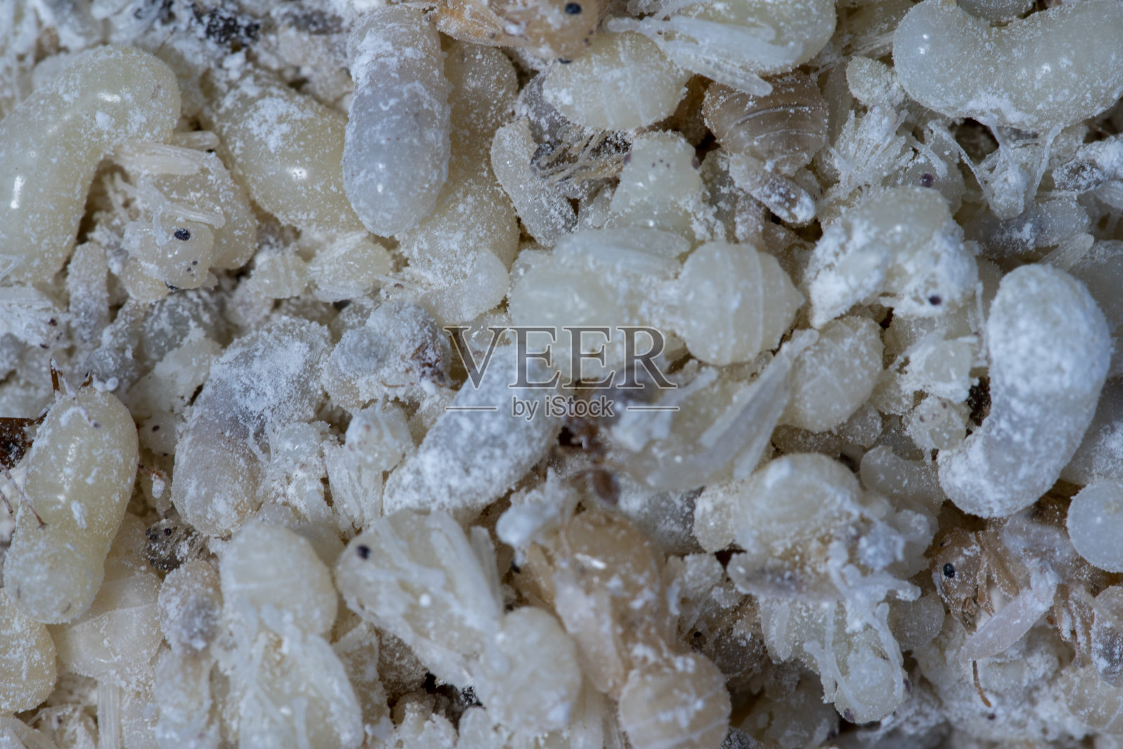 蚁后和红蚁蛋特写选择性聚焦浅景深照片摄影图片