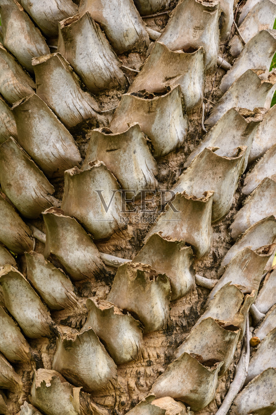 树皮棕榈树照片摄影图片