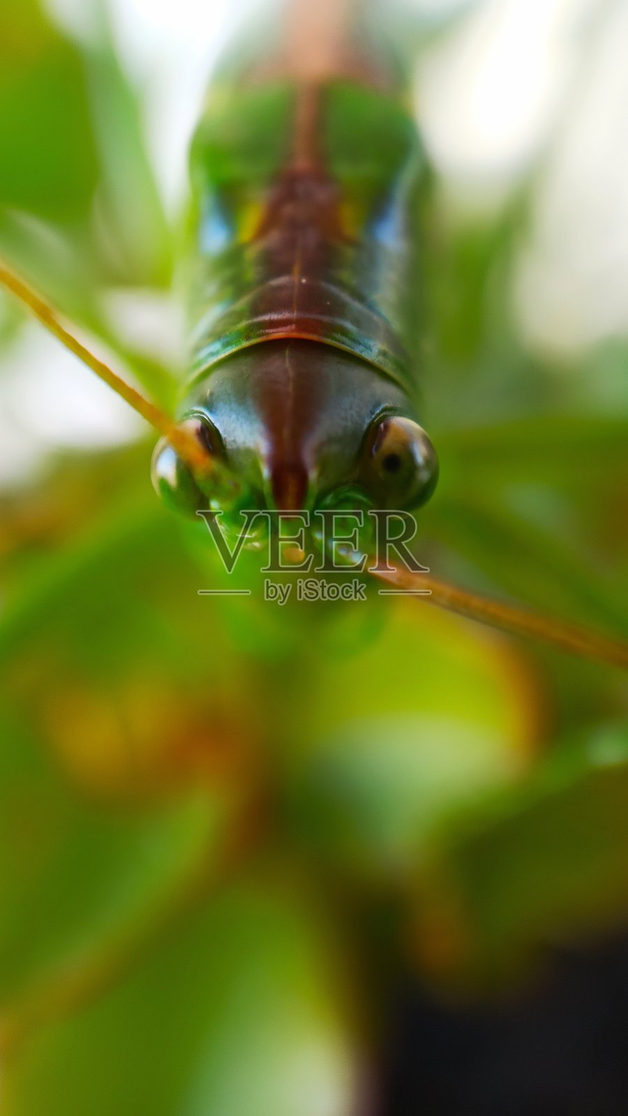 绿色蝗虫头蝗科特写照片摄影图片