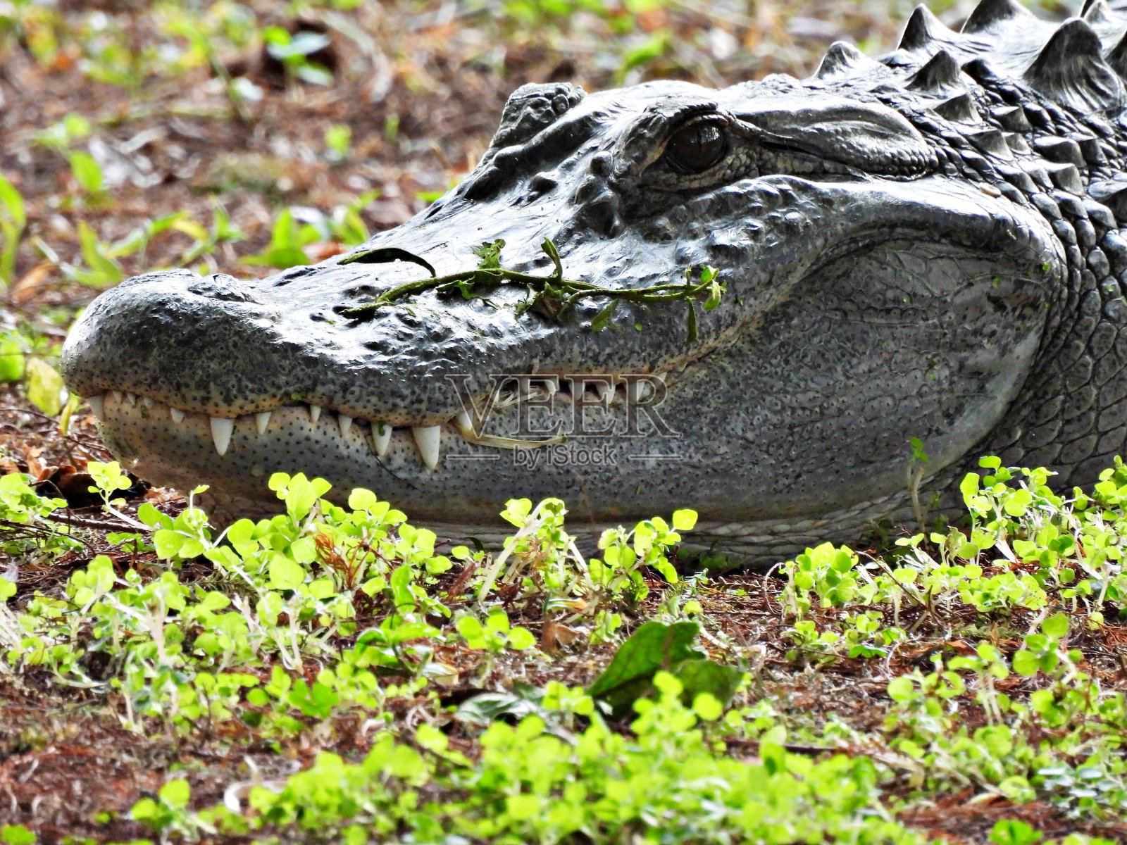 美洲短吻鳄(密西西比短吻鳄)露出牙齿在草地上休息照片摄影图片