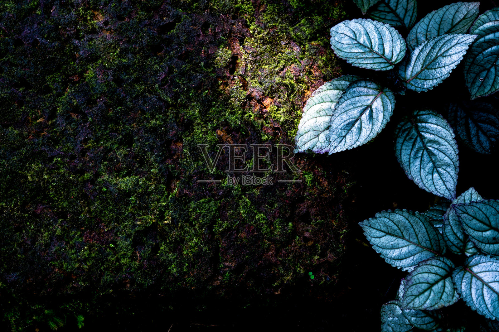 近距离自然视图的绿色叶片纹理自然背景，热带叶照片摄影图片