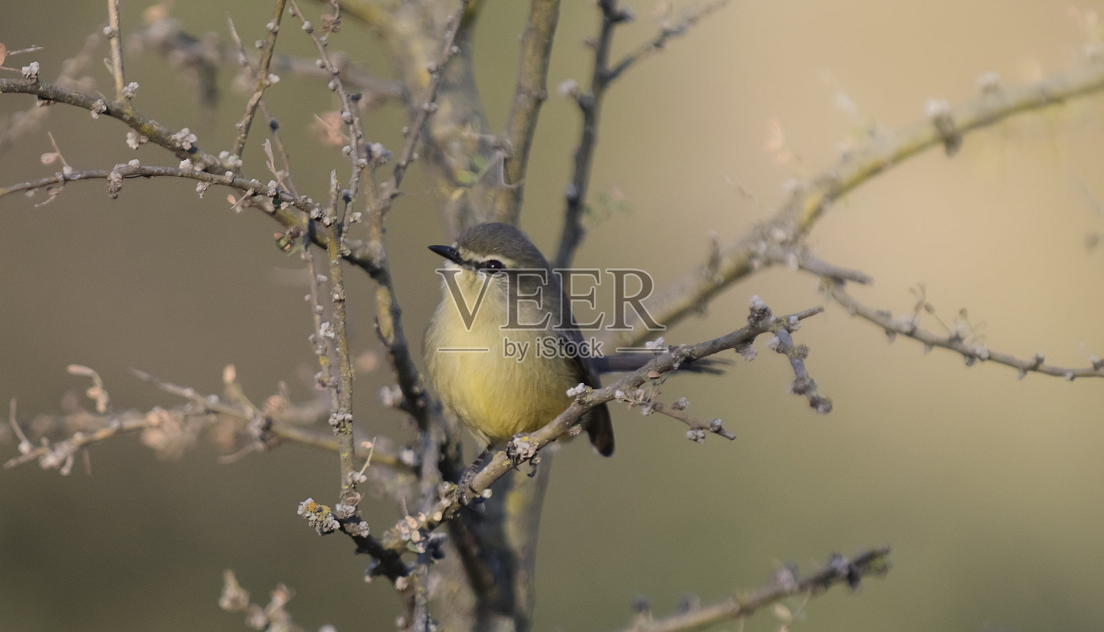 耻辱布迪托伊德斯照片摄影图片