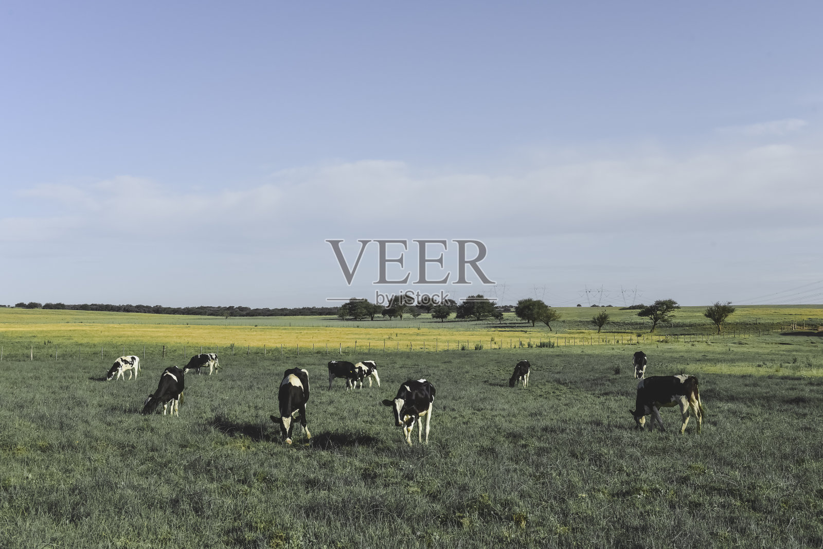 田里的牛照片摄影图片