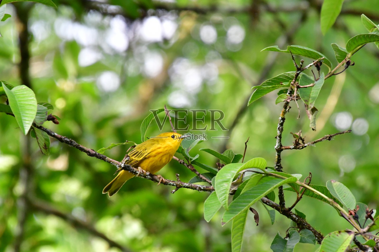 黄色莺照片摄影图片
