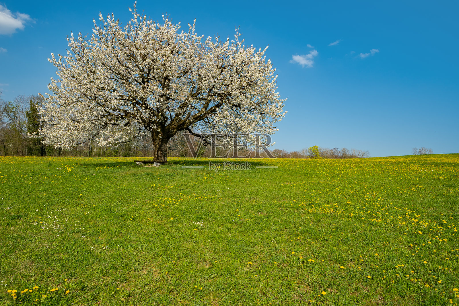 初春时节，一棵盛开的樱桃树在蓝天背景下的草地上照片摄影图片