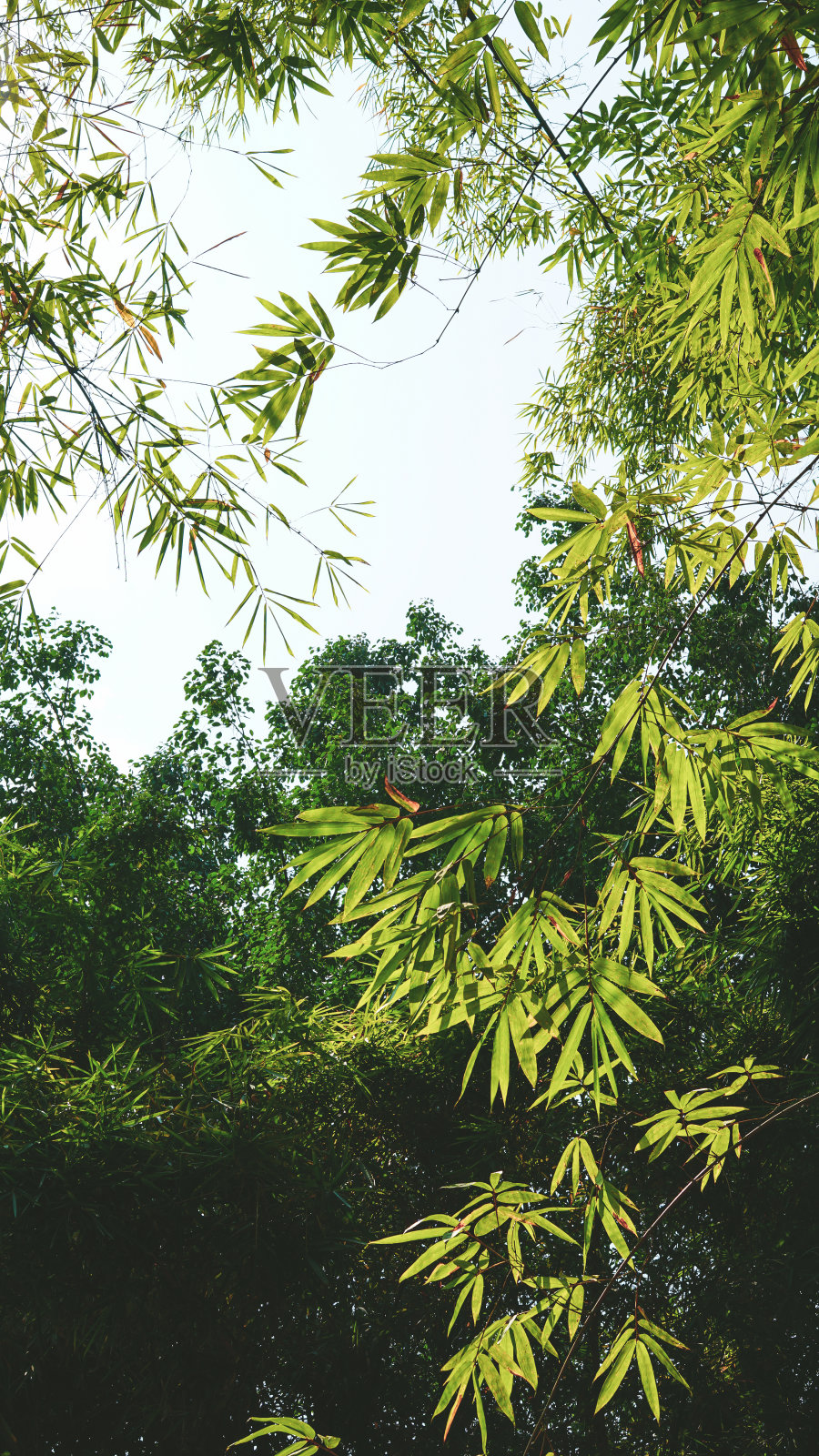 树照片摄影图片