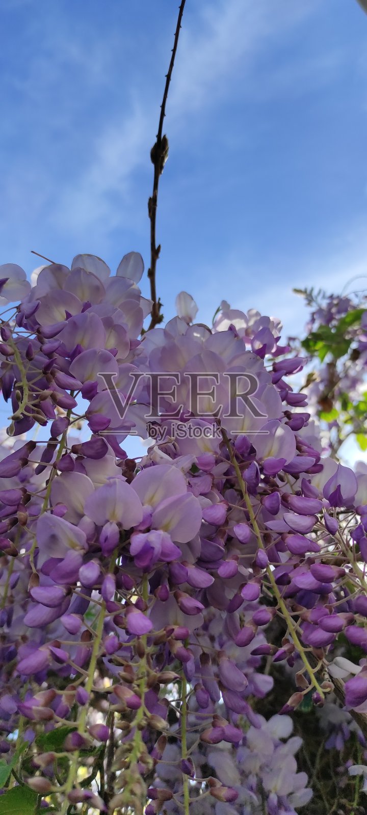 紫藤照片摄影图片