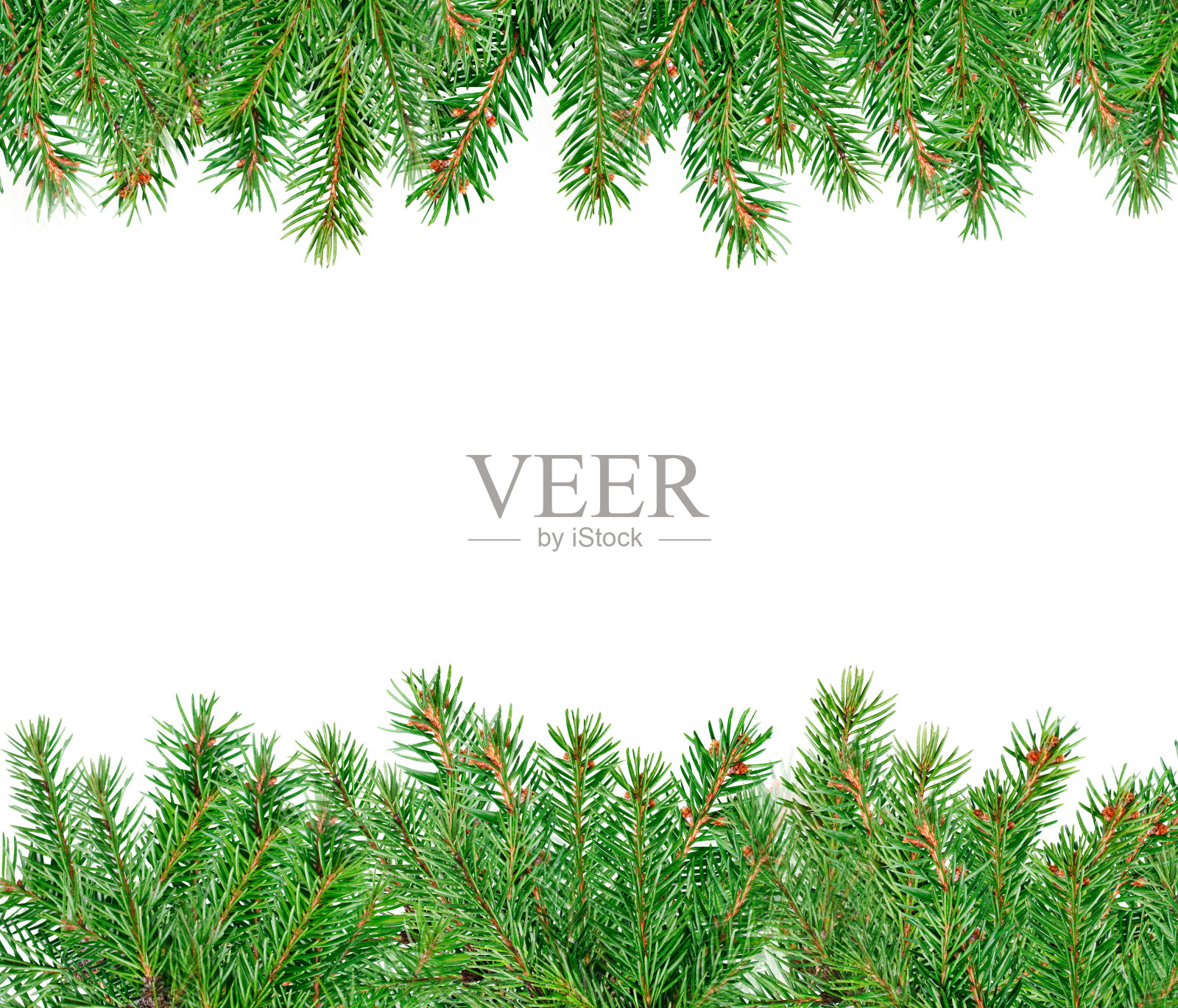 松树绿色的树枝孤立在白色的背景上照片摄影图片