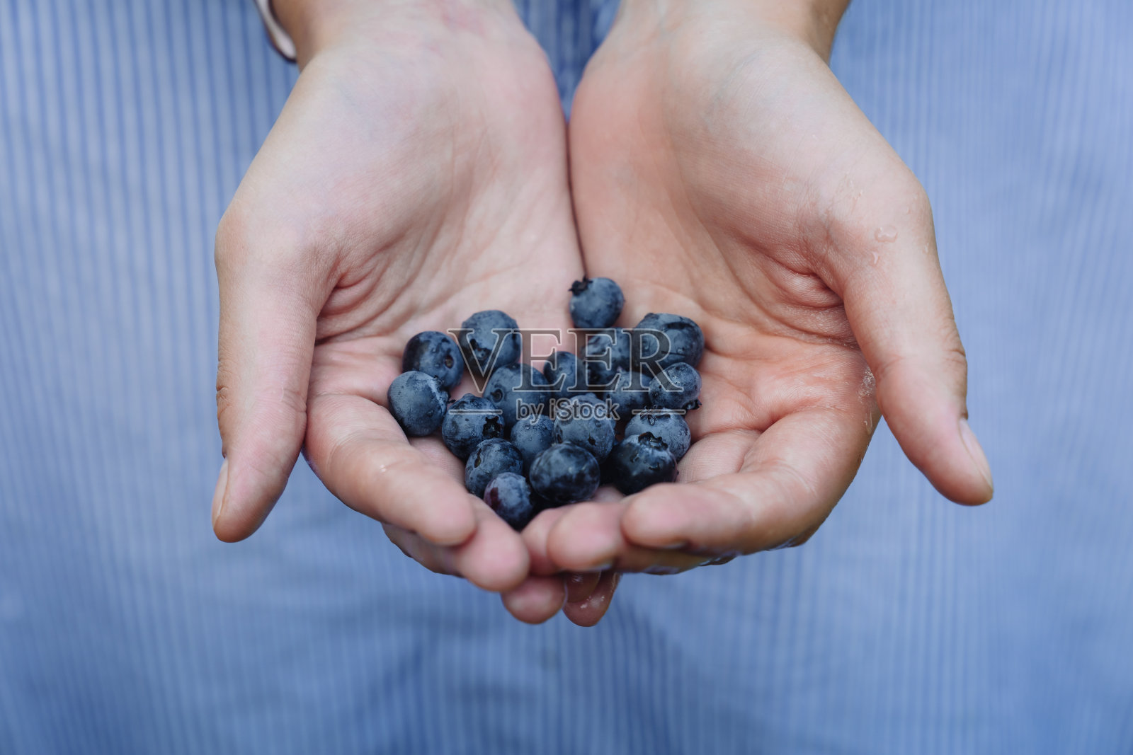 年轻女子手里拿着新鲜的蓝莓，穿着浅蓝色的裙子。新鲜采摘的有机蓝莓。健康饮食观念。照片摄影图片