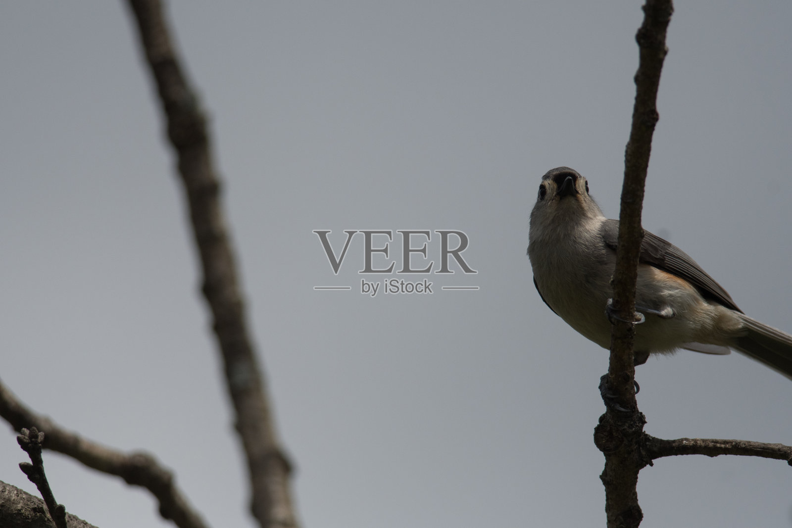 在树枝上丛生的山雀照片摄影图片