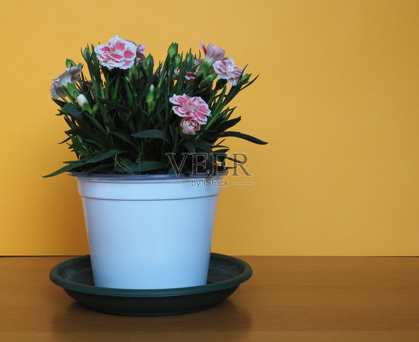 大石竹的粉红色(大石竹)花照片摄影图片