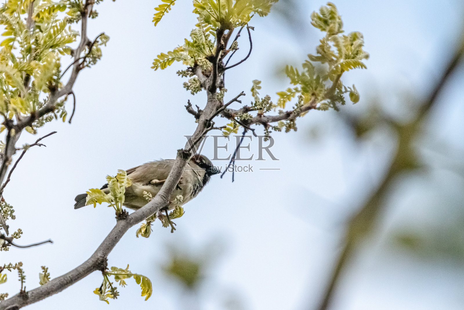 树枝上的蓝色山雀照片摄影图片