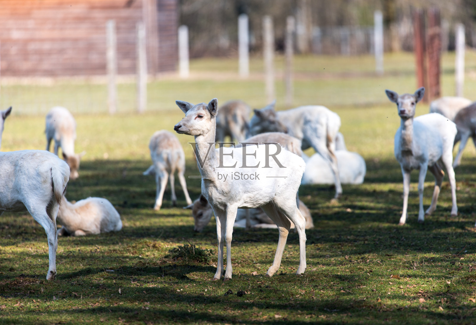 自然公园里的白鹿。一群白鹿。照片摄影图片