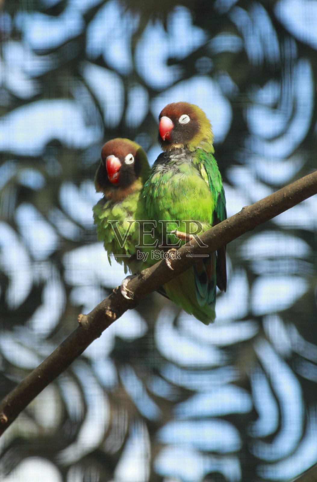 五颜六色的鹦鹉坐在栖木上照片摄影图片